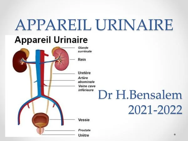 Cours: Anatomie descriptive de l’appareil urinaire – Anatomie