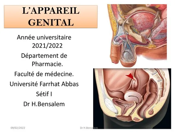 Cours : L’appareil génital – Anatomie de l’appareil reproducteur