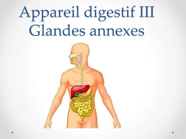 Cours III : Glandes annexes de l’appareil digestif – Anatomie digestive