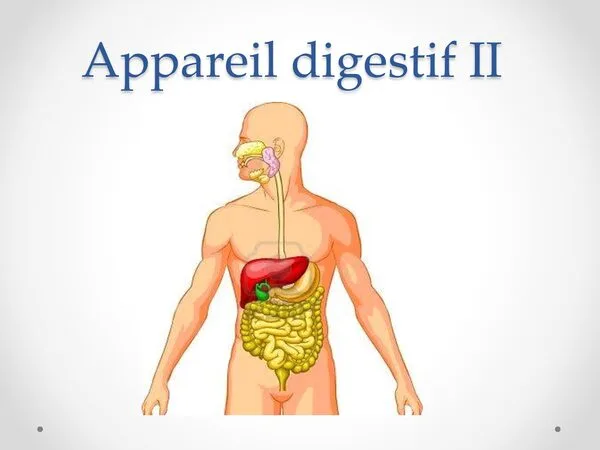 Cours Appareil digestif II : jéjuno-iléon et côlon – Anatomie