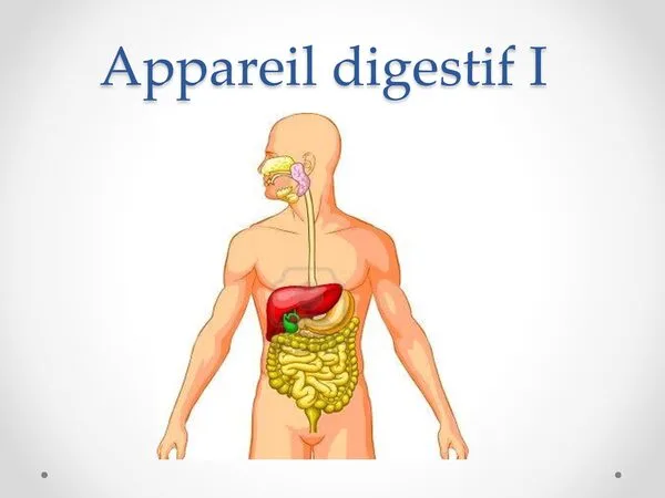 Cours : Appareil digestif I – Anatomie du tube digestif (cavité buccale, pharynx et œsophage)