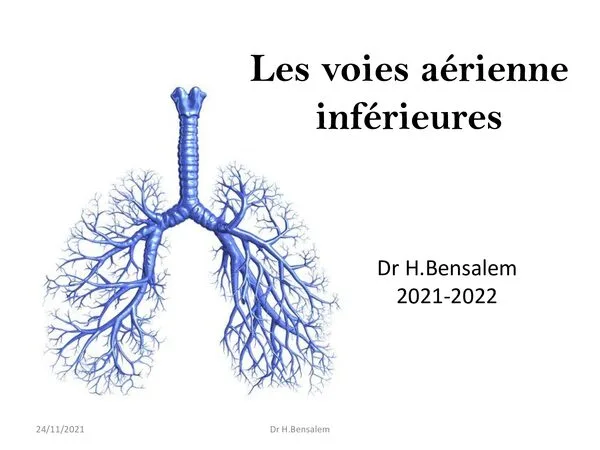 Cours: Les voies aériennes inférieures – Anatomie de la trachée