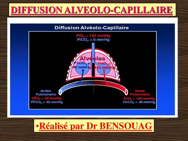 محاضرة: Diffusion Alvéolo-Capillaire – فسيولوجيا التنفس