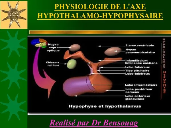 Cours: Physiologie de l’axe hypothalamo-hypophysaire – Physiologie