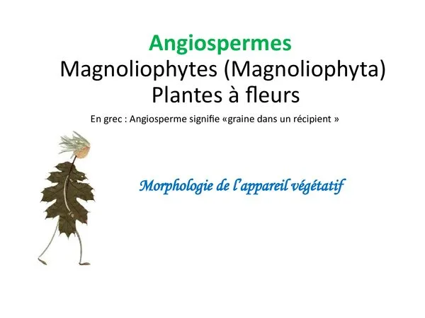 محاضرة: كاسيات البذور (Magnoliophyta) – مورفولوجيا الجهاز الخضري – علم النبات